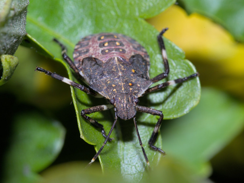 Bug Infestation in Georgia