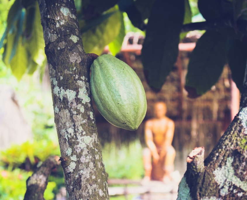 Cacao Pods: Repurposed to Alleviate Poverty in Africa