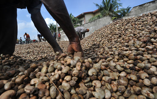 where do cashews grow