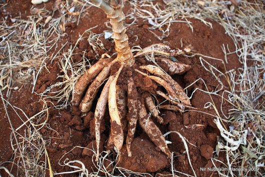 Cassava Root