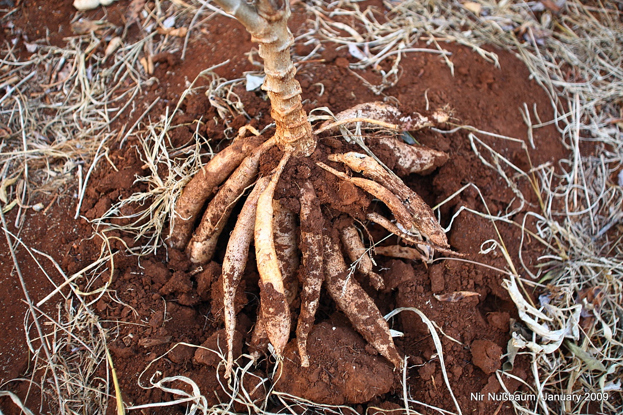 cassava-plant