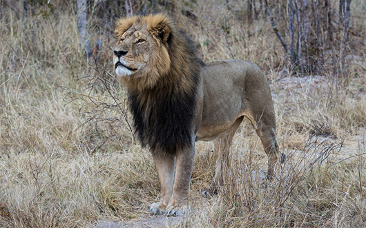 Cecil_the_Lion