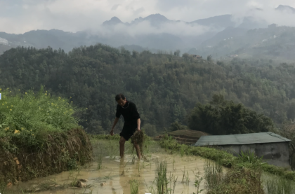 Poverty Rice Organizations Supporting Rice Farming in Vietnam - The Borgen Project