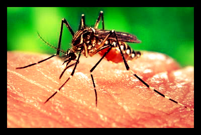 Chikungunya_WHO_aedes_aegypti_mosquito