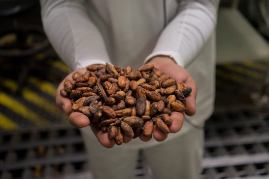 Cocoa Farmers in Latin America
