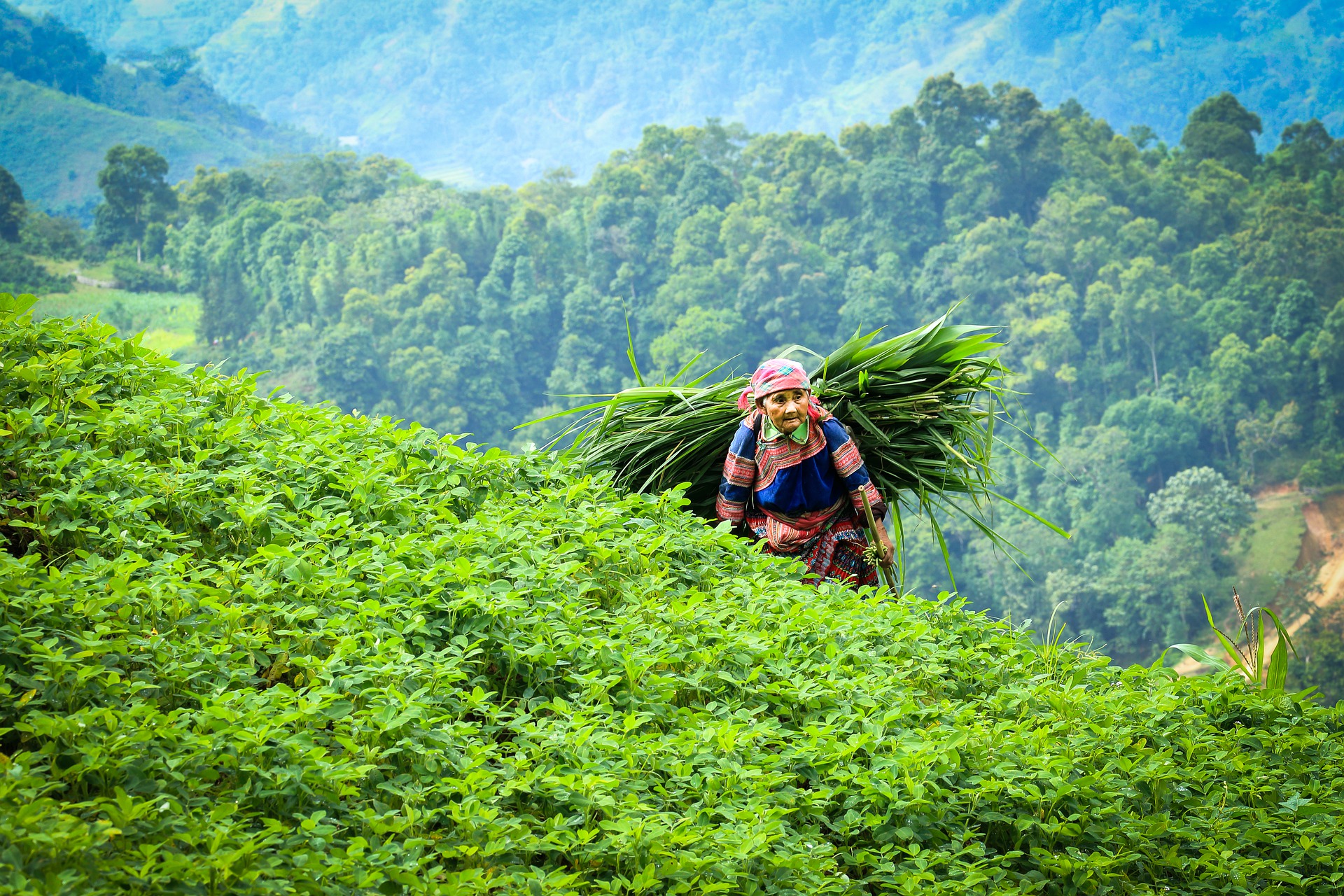 Coffee Production in Vietnam The Project