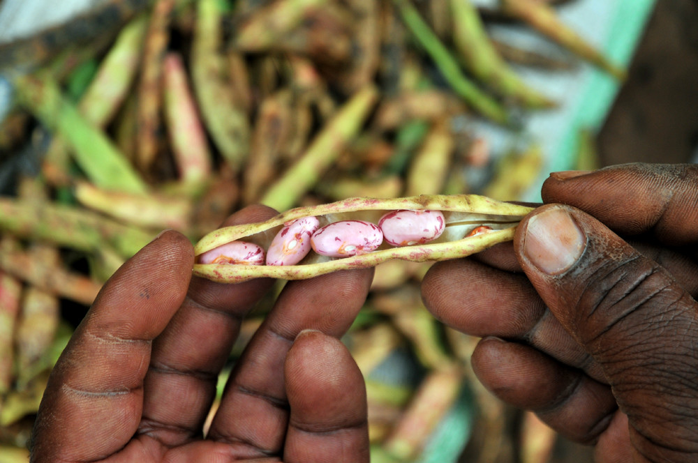 Common Beans in Sub-Saharan Africa