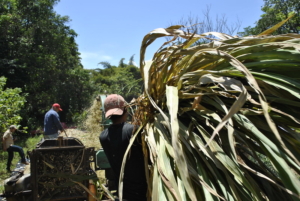 Cooperative Farming Takes Off in El Salvador
