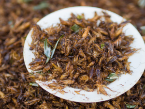 Cricket Farming