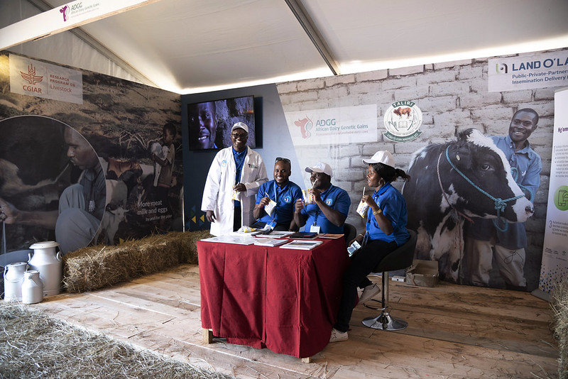 Dairy Farming Innovation in Africa 
