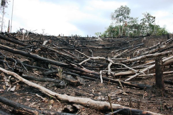 The Link Between Deforestation and Poverty - The Borgen Project