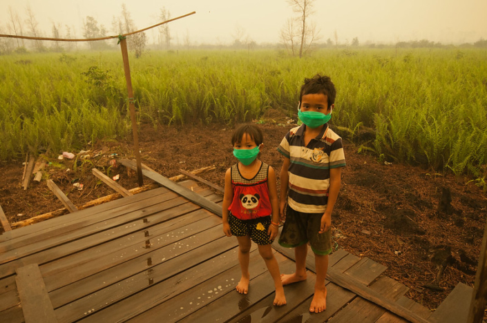 indonesia deforestation case study