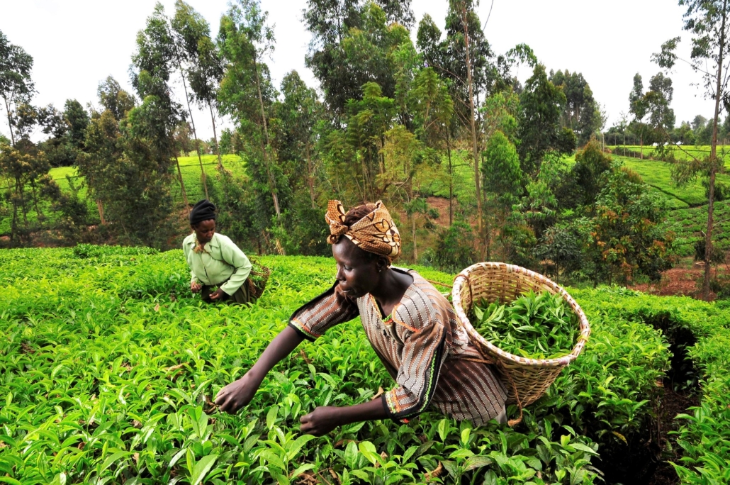 The Woman Delivering Food Security To Kenya - The Borgen Project