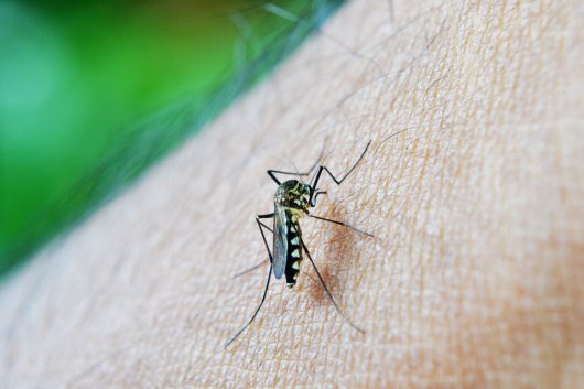 Dengue Epidemic in India