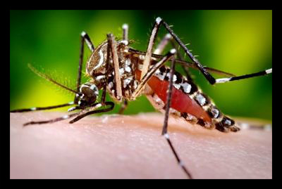 Dengue Hemorrhagic Fever