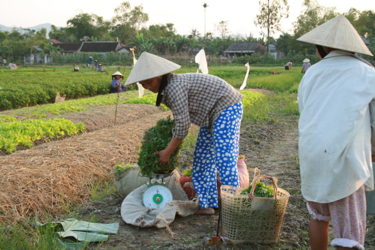 Creating a Digital Economy in Vietnam - The Borgen Project