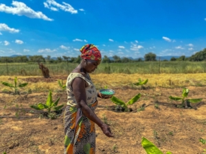 UN Initiatives To Address Severe Drought in Zambia - The Borgen Project
