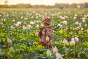 Lotus flowers are used to make lotus face masks in Cambodia to address PPE waste and a high face mask demand. 