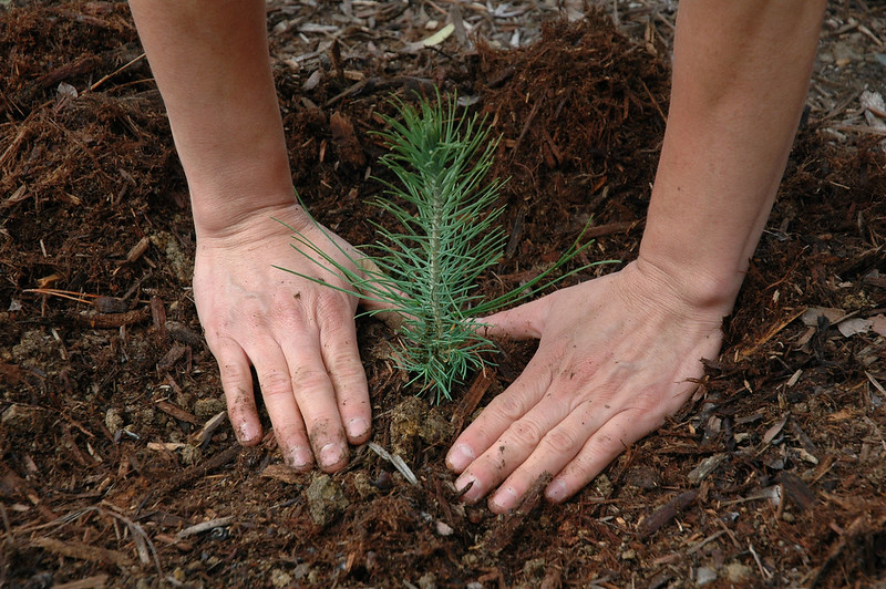 Economic benefits of planting trees