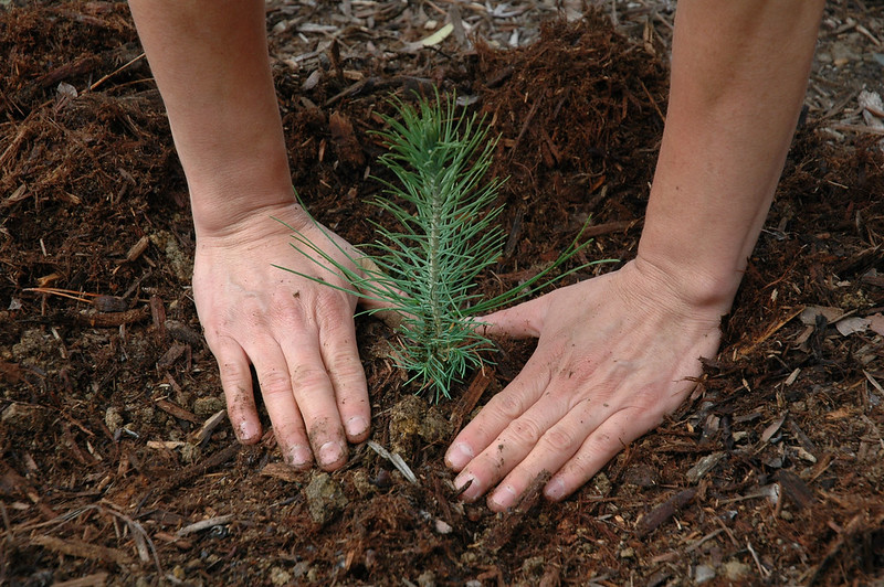 The Economic Benefits of Planting Trees The Project