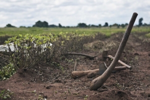 Empowering Malawian Farmers