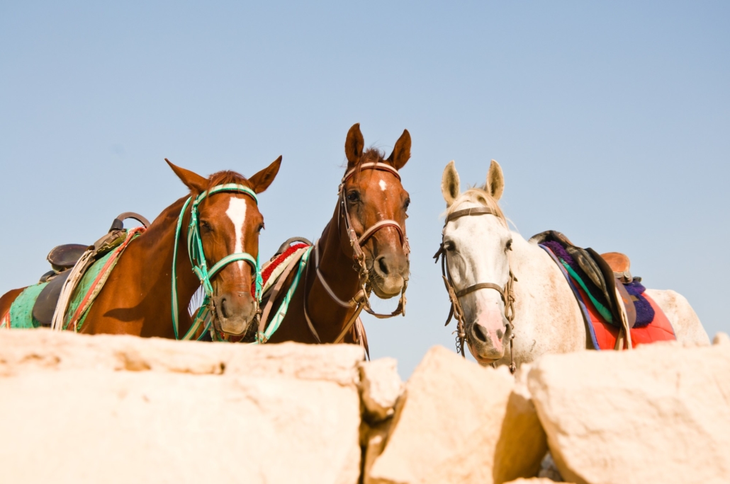 Equine Therapy for Refugees