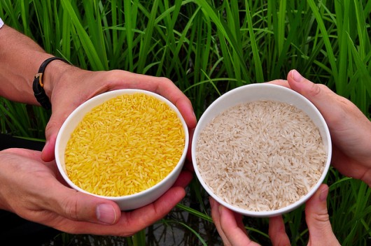 Golden Rice grain compared to white rice 