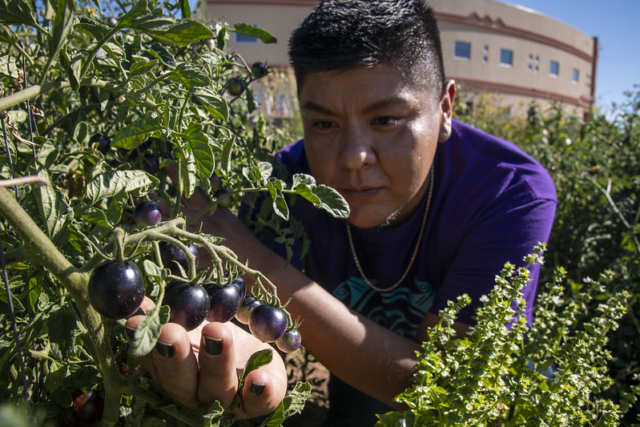 food-sovereignty-efforts-among-native-americans-the-borgen-project