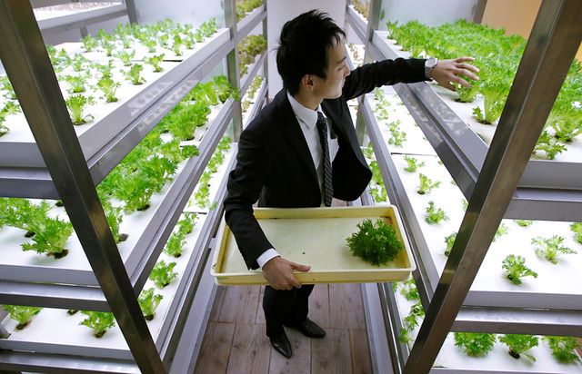 Poverty Reduction: Farming Innovations in Japan - The Borgen Project