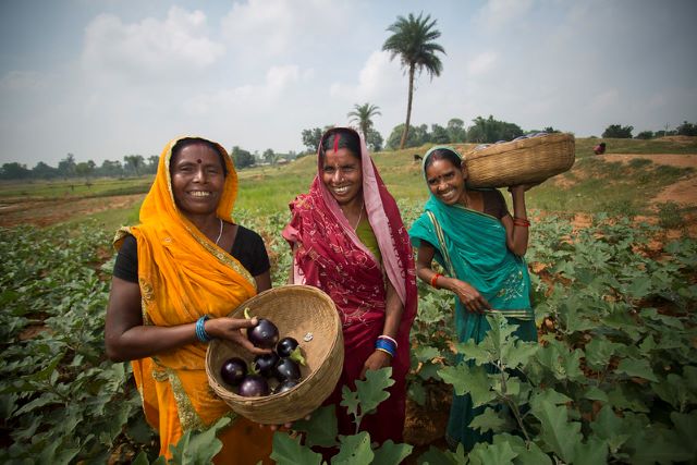 Farming Reform in India
