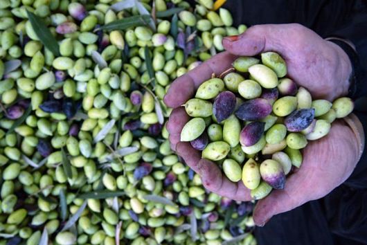Farming-in-Palestine