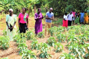 Crop Farming in Uganda
