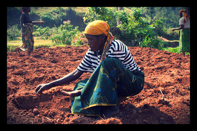 Agriculture in the Developing World