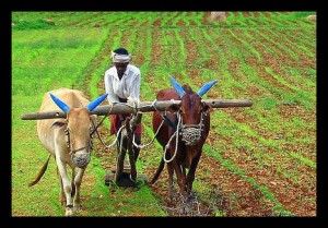 Farming_Agriculture_India_Food_Insecurity_Green Revolution