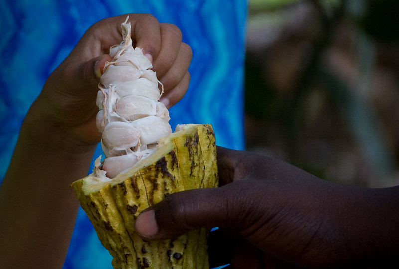 Female Cacao Farmers in Cameroon
