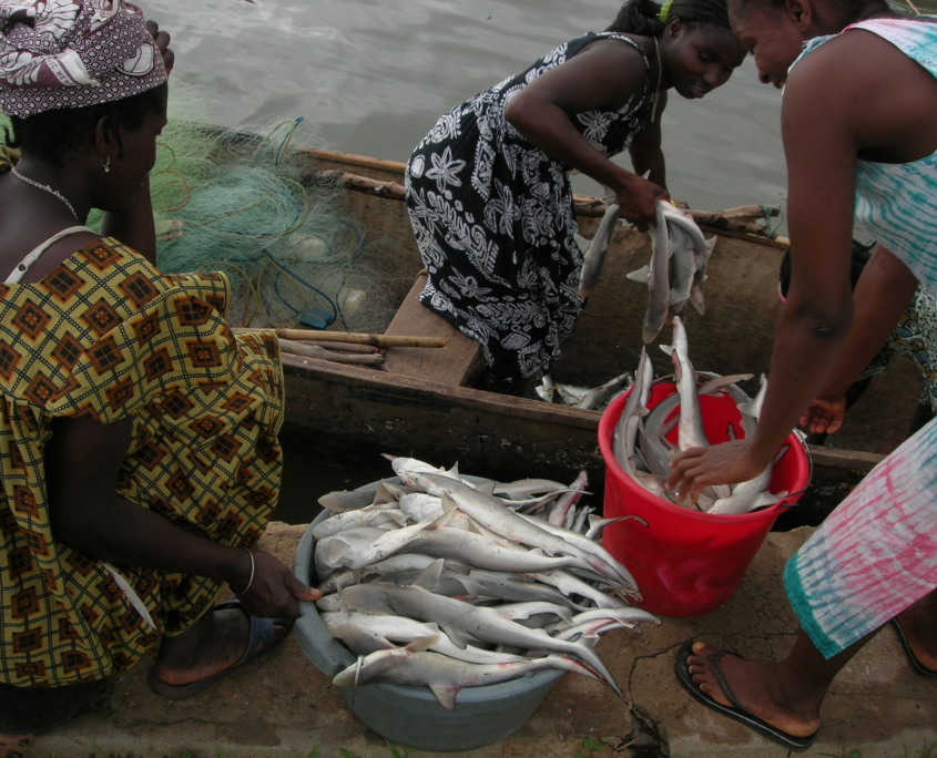 Fishmeal Factories in The Gambia
