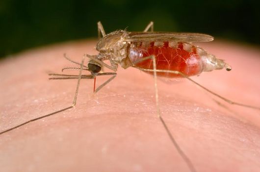 Five-Things-You-Didn't-Know-About-Malaria