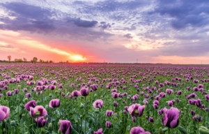 Floriculture in Ethiopia