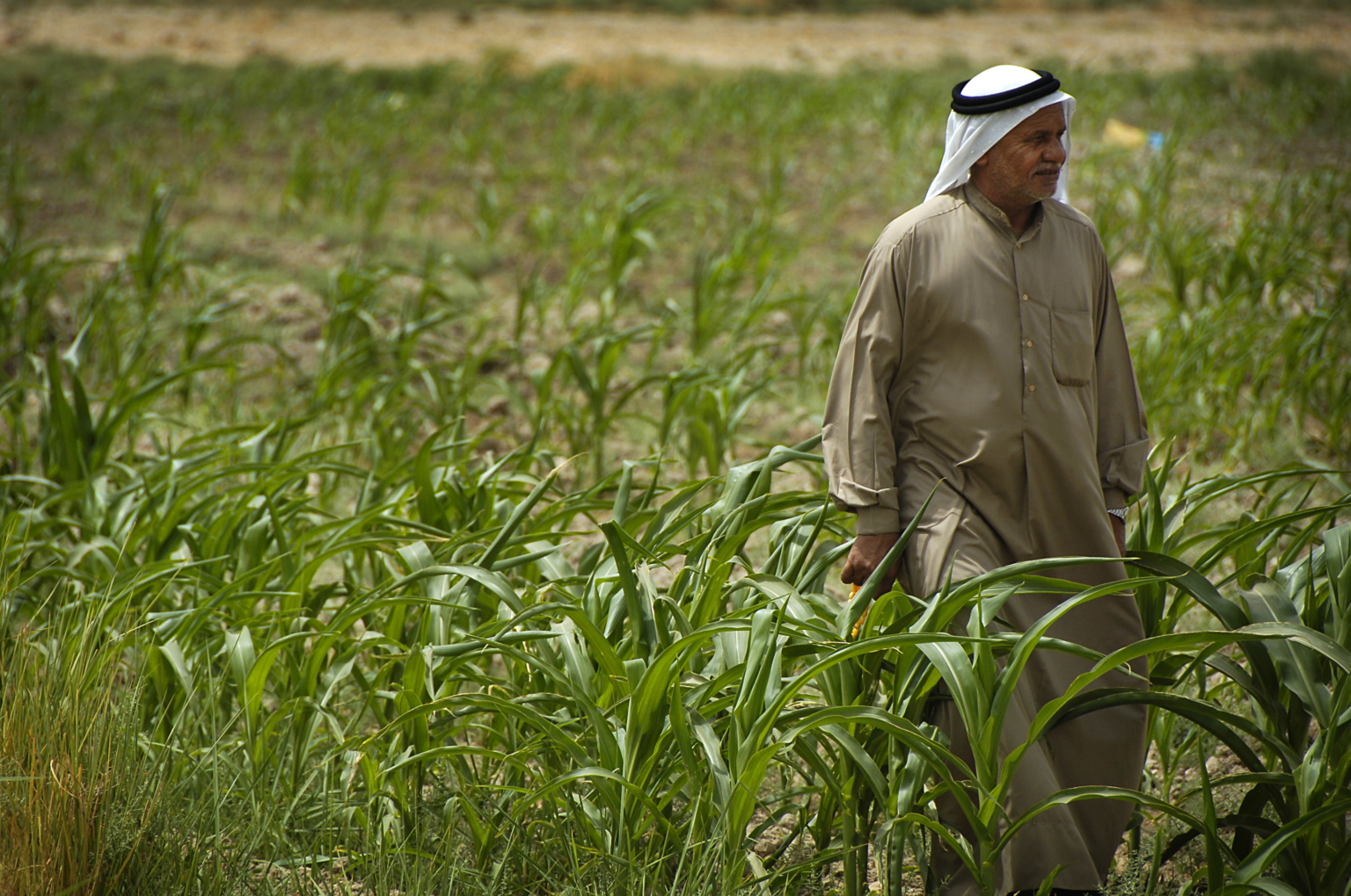 Food Insecurity In Iraq The Borgen Project