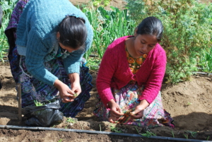 Food Security in Guatemala