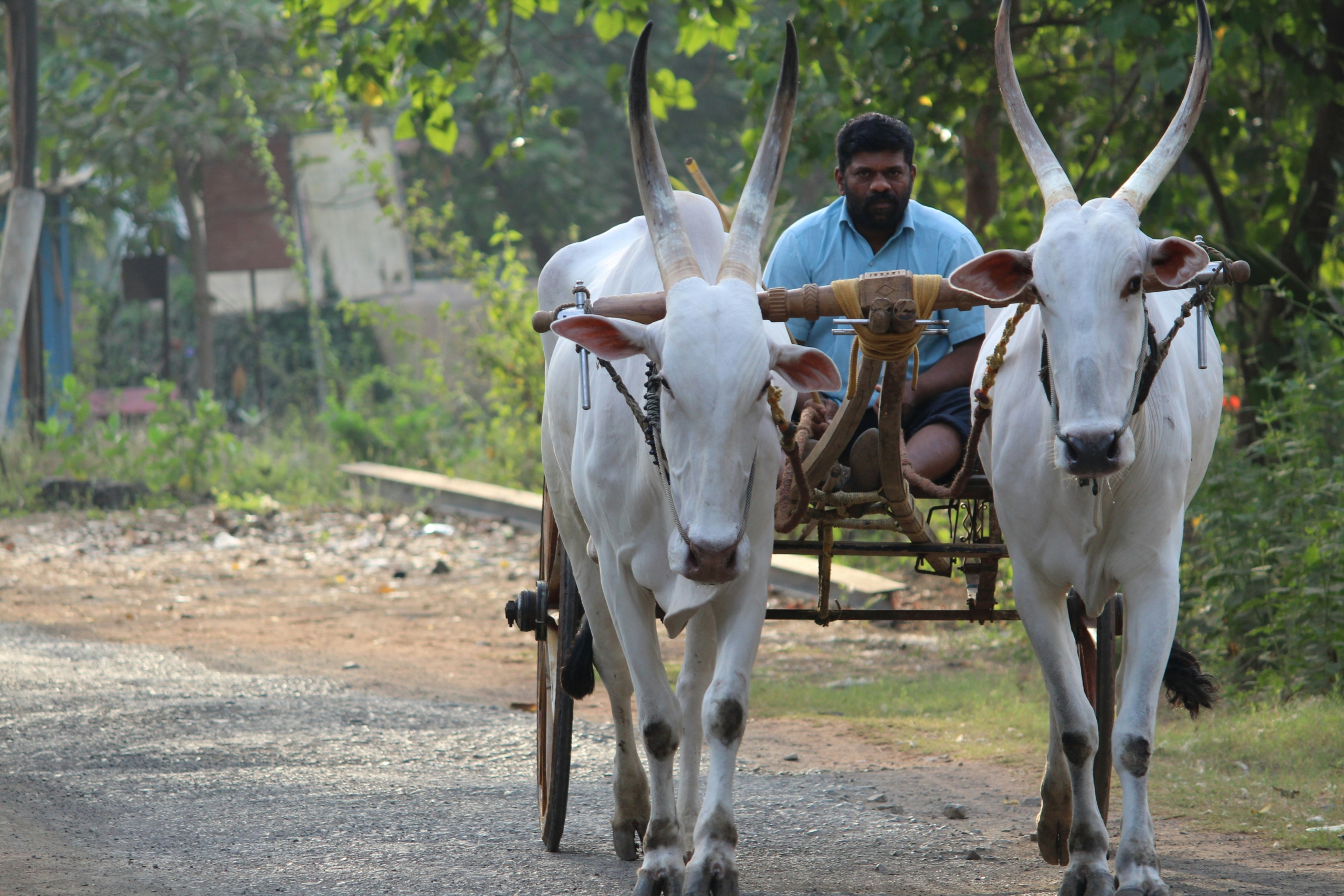 Food Security in India