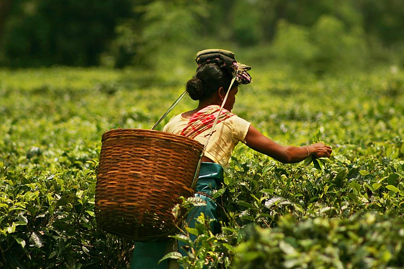 Food Security in India