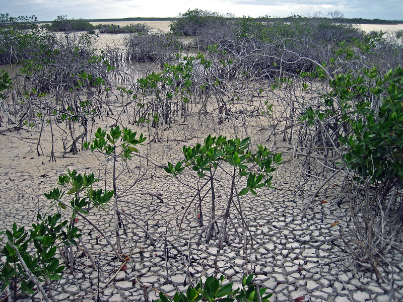 Food Systems in the Bahamas