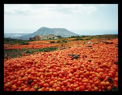 Food-waste-Surplus-tomato-global_poverty_world_hunger_opt