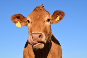 Foot-And-Mouth Disease in South Africa