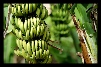 Genetically Engineered Bananas