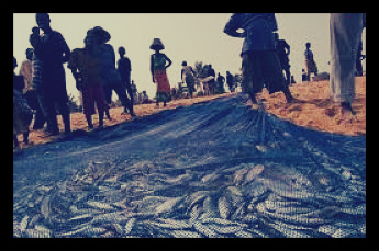 US AID Says Ghana's Fishing Industry is Rapidly Depleting Supply