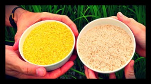 How Can Golden Rice Help End World Hunger
