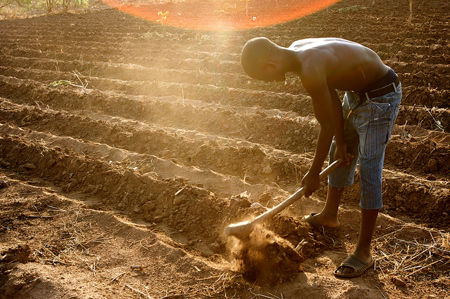 The New Green Revolution in Africa - The Borgen Project