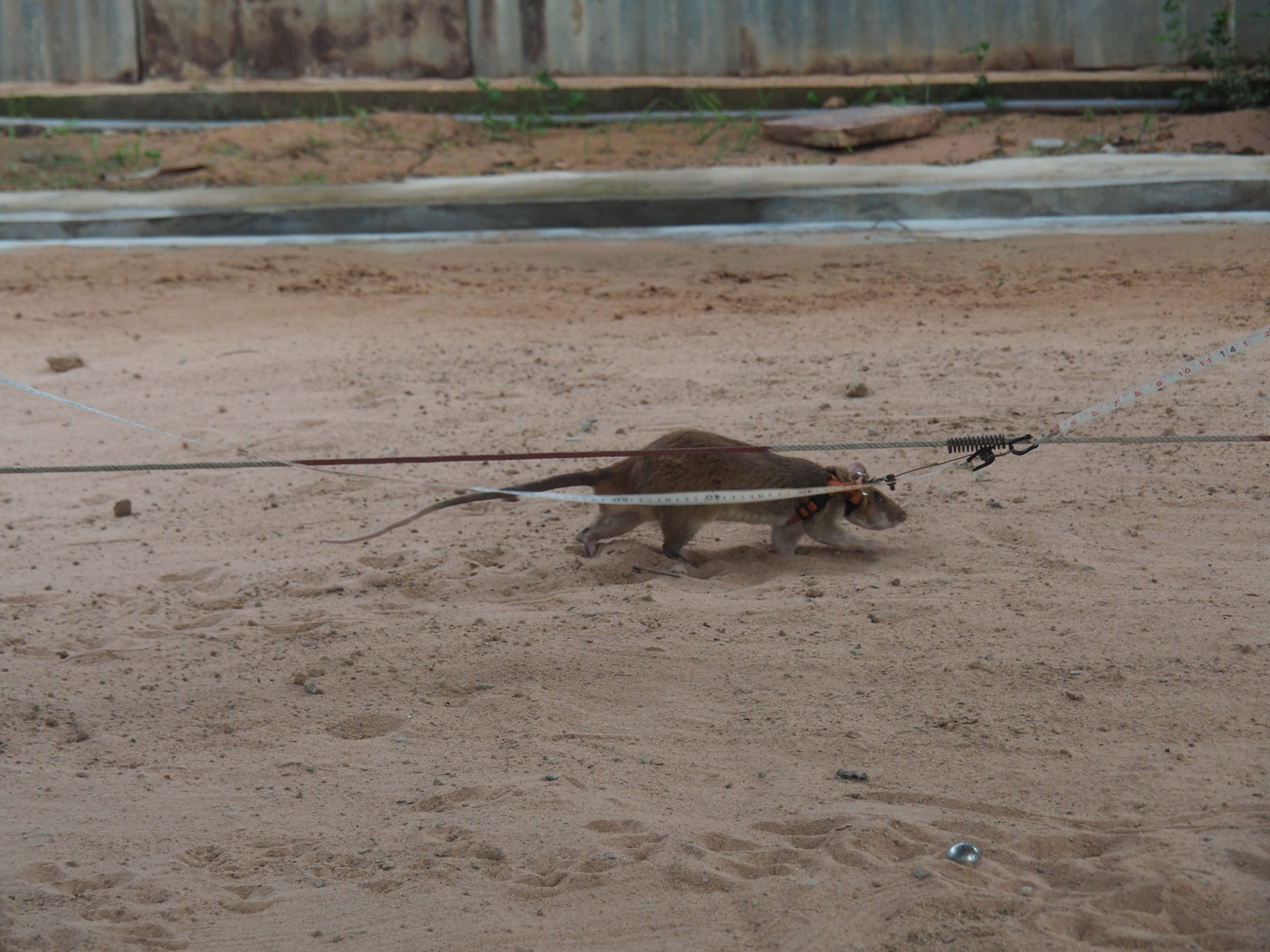 How HeroRATS Are Saving Lives